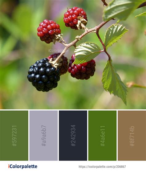 Image result for Raspberry Color Palette