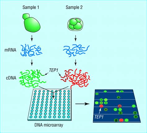 Image result for What Is DNA Microarray