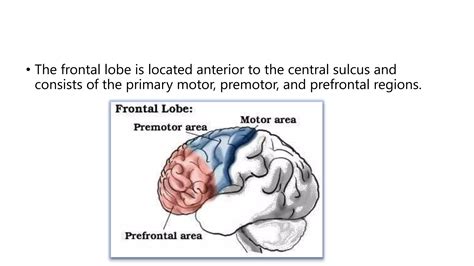 Image result for Prefrontal Cortex Temporal Lobe