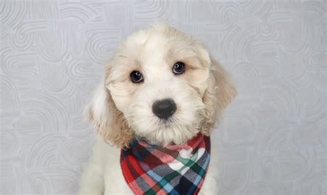 Image result for Cockapoo Puppy Breeders