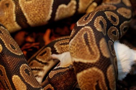 Image result for Ball Python Feeding Meme