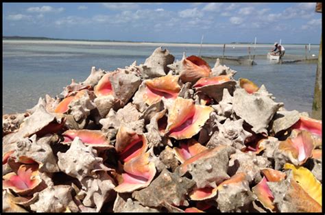 Image result for How to Cook Queen Conch