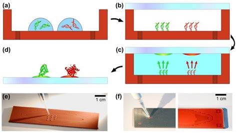 Toradh íomhá ar Principle of Protein Microarray