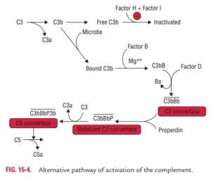 Image result for Handwritten Complement Pathway