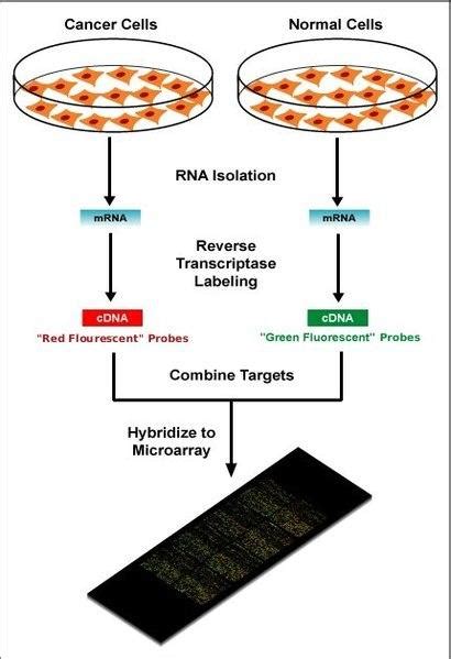 Afbeeldingsresultaten voor Microarray De ADN