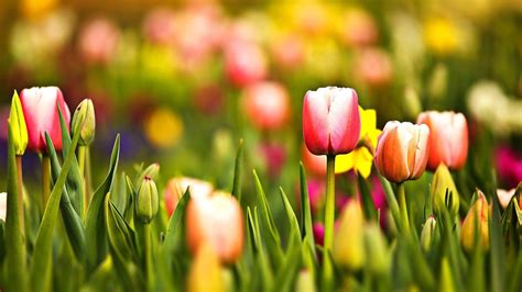 Image result for Spring Tulips Pattern Wallpaper
