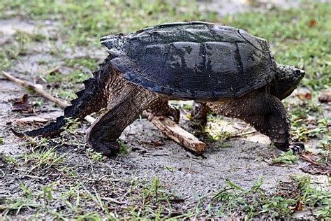 Florida Common Snapping Turtle-साठीचा प्रतिमा निकाल