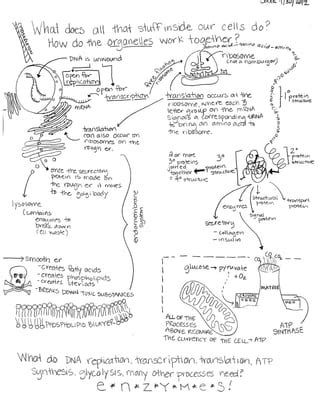 Cell Structure and Function Concept Map に対する画像結果
