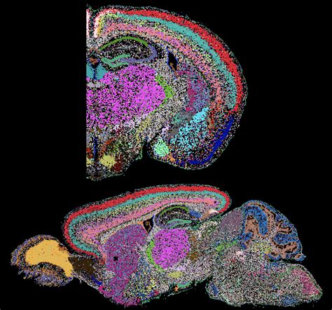Mouse Brain Map Visual Cortex ಗಾಗಿ ಇಮೇಜ್ ಫಲಿತಾಂಶ