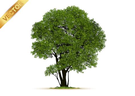 Realistic Tree Vector に対する画像結果