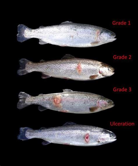 Image result for infographic timeline examples