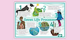 Image result for 7 Life Processes Worksheet