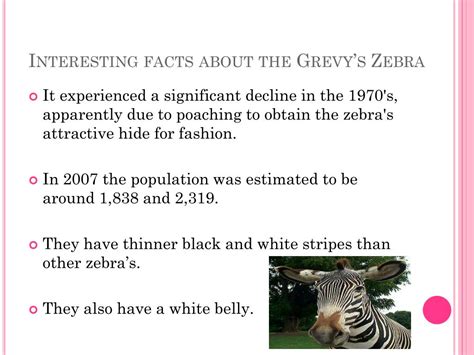 Grevy's Zebra Facts に対する画像結果