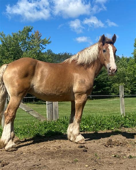 Toradh íomhá ar 2016 Mustang Starting Problem