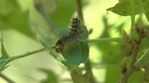 Gypsy Moth in Canada に対する画像結果