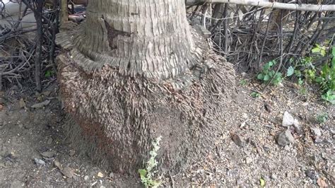 Image result for Coconut Tree Root System