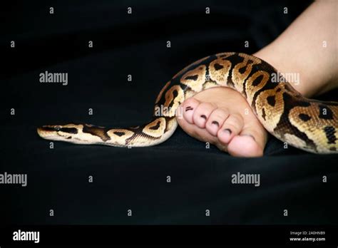 Image result for Python Snake with Legs