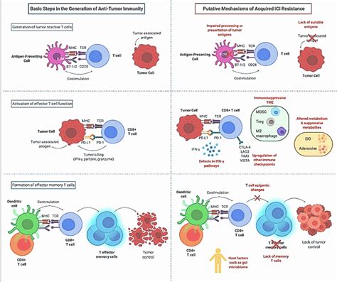 PD-L1 Signaling Pathway に対する画像結果
