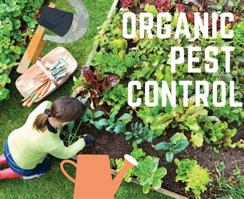 Image result for Pest Control That Use Organic