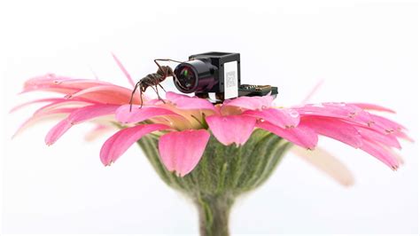 Image result for One in a Million Display