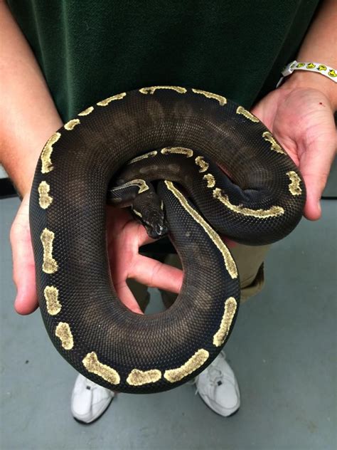 Image result for Ball Python Snake with Muscle Atrophy