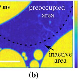 Image result for Coalescence Evolution