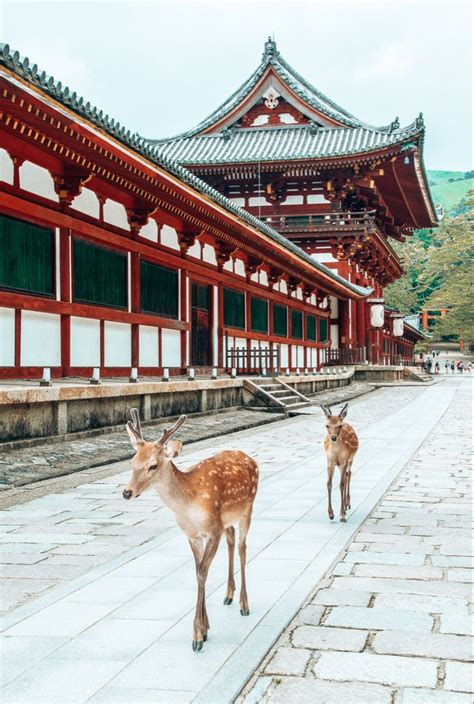 Image result for Nara Japan Deer Map