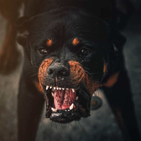 Image result for Angry Rottweiler