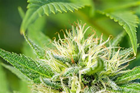 Image result for Autoflower Strains