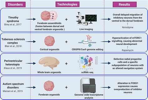 Brain Development Model に対する画像結果