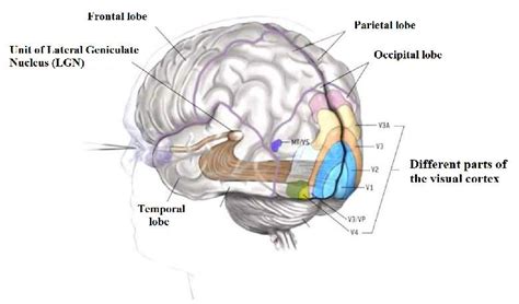 Visual Processing Area of Brain に対する画像結果