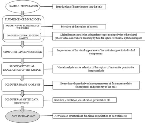 Image result for Process Study Flow Diagram for Flourescent