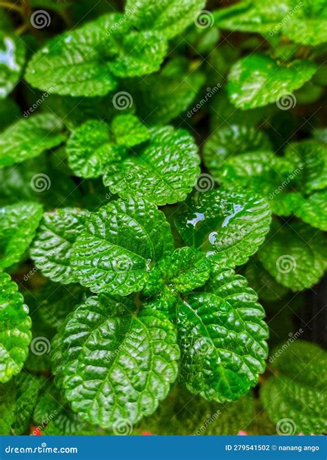 Image result for Add Water and Watch It Grow