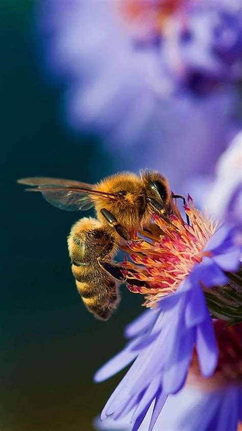 Toradh íomhá ar Progetto API