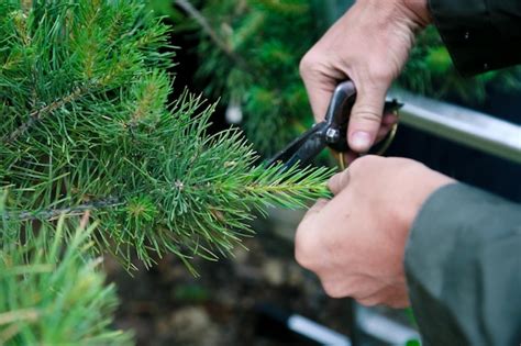 Image result for Pine Tree Care Pruning