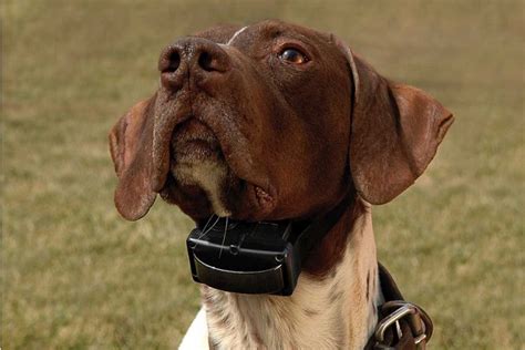 Image result for How to Use a Bark Collar for Dogs