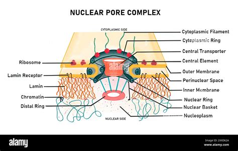 Complex OU Structure-க்கான படிம முடிவு