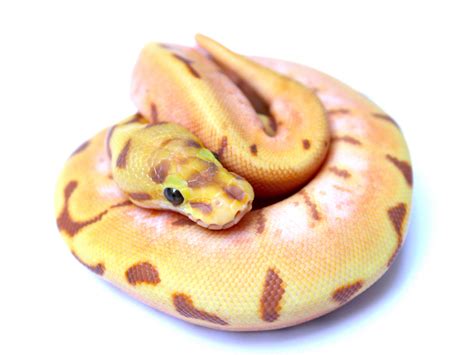 Toradh íomhá ar Spider Enchi Ball Python