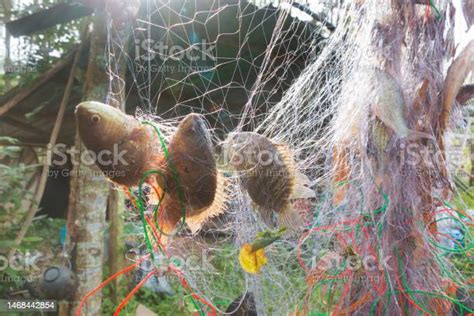 Image result for Catching White Fish Now with Net