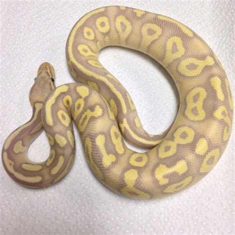 Afbeeldingsresultaten voor Coral Ball Python