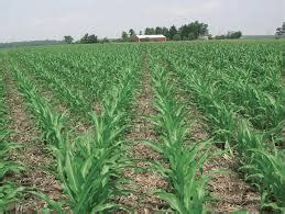 Toradh íomhá ar Check Row Planter