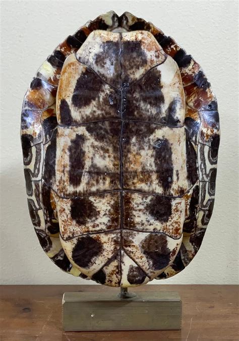Image result for Freshwater Turtle Shell