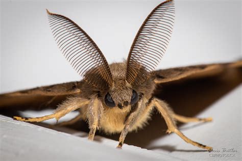 Gypsy Moth in Canada に対する画像結果