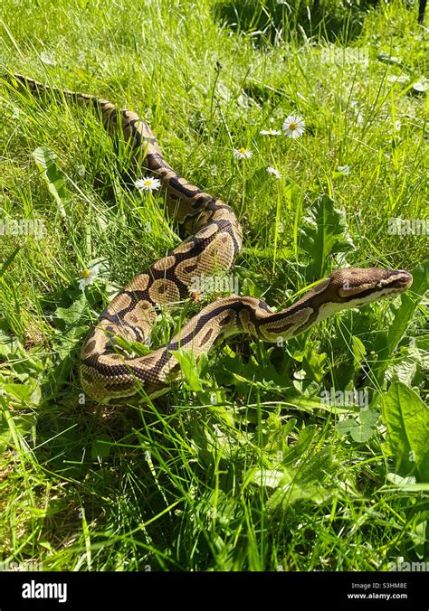 Royal Python vs Ball Python に対する画像結果