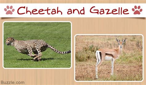 Image result for Predation Relationship. Examples