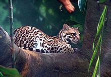 Image result for Ocelot in US