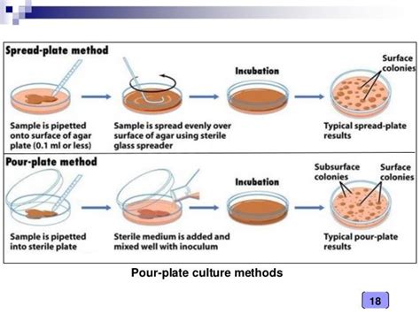 Medical Microbiology Laboratory (culture techniques)