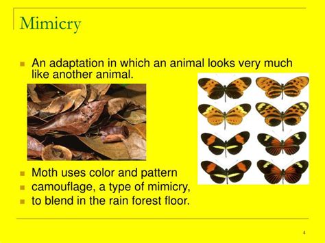 PPT - Animal Adaptations A48-53 PowerPoint Presentation - ID:3224976