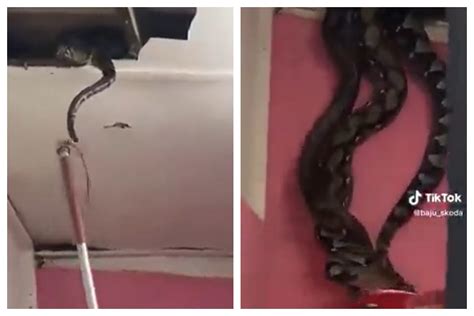 Afbeeldingsresultaten voor Nest of Python In-Ceiling