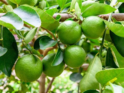 Key Lime Tree Icon కోసం చిత్ర ఫలితం